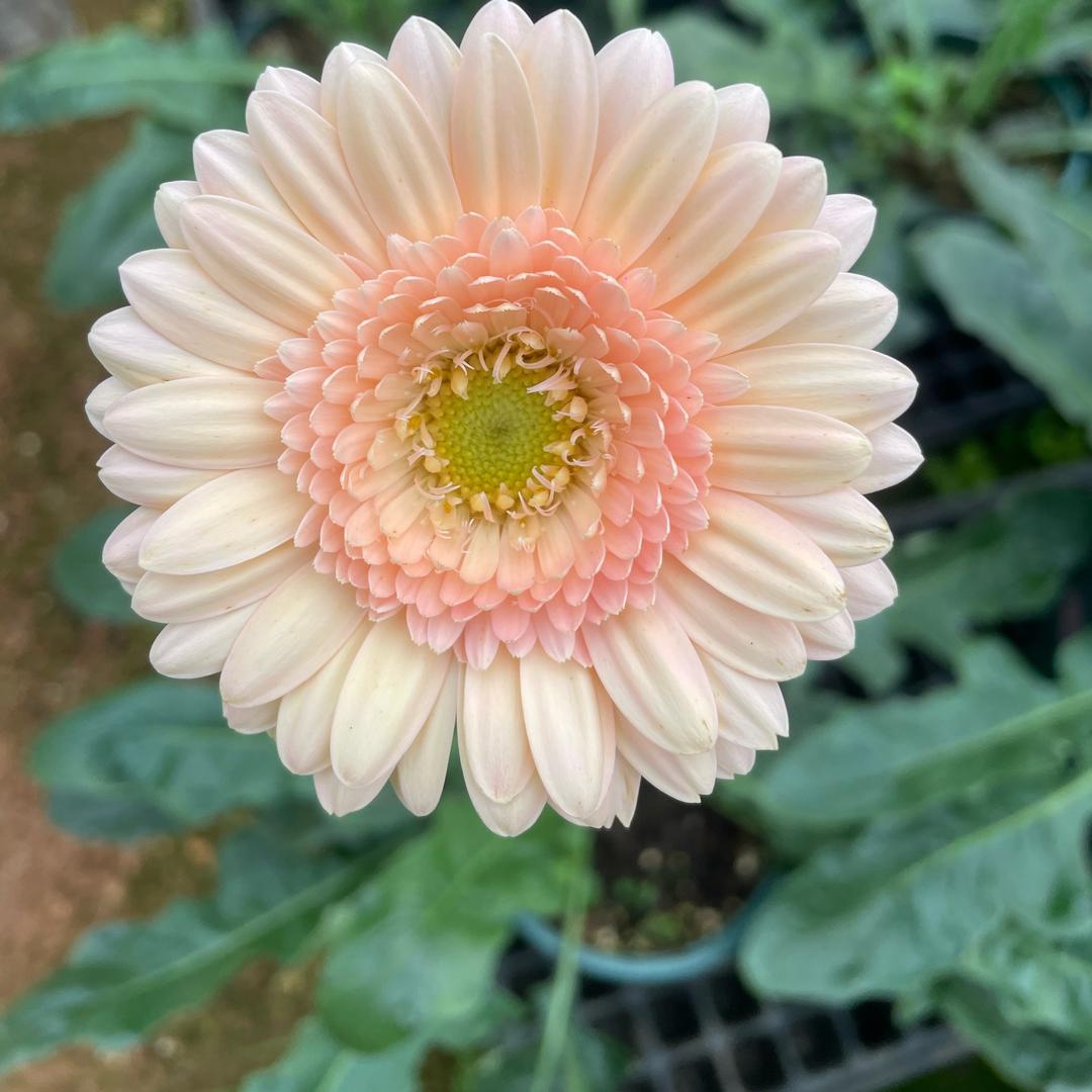 花见则喜花卉园艺