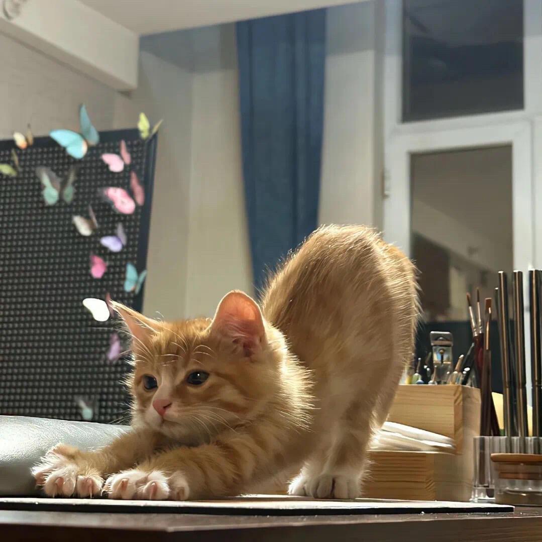 九二大冤种的头像