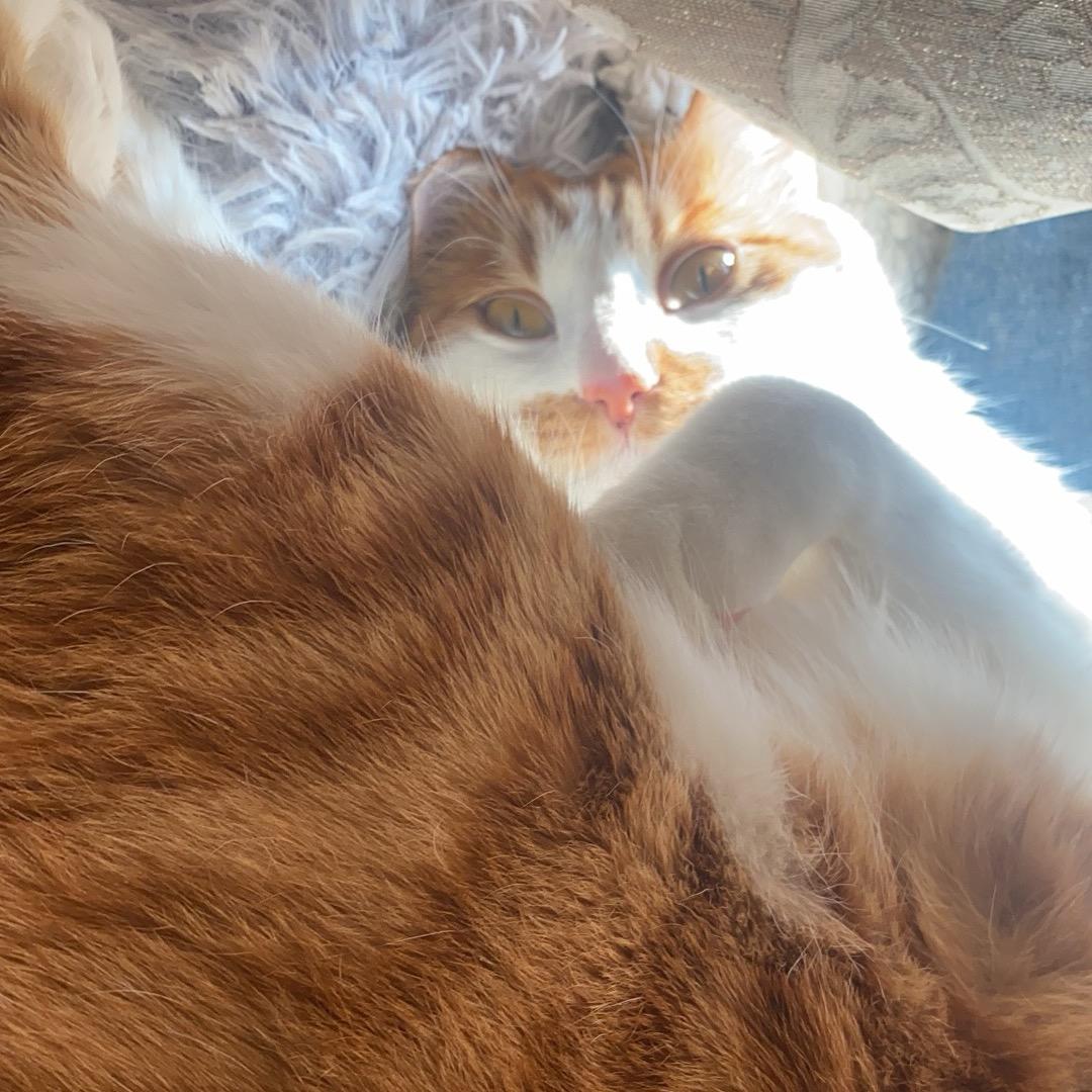 七哥直播号（王者荣耀&火炬之光无限）