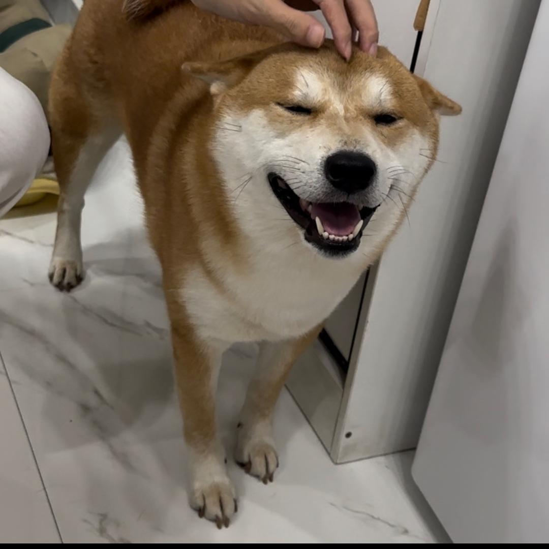 柴犬啵唧&啾jiu咪