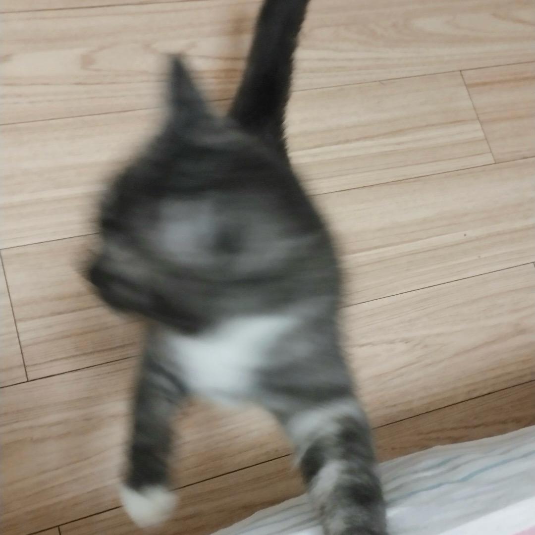 香菜大王