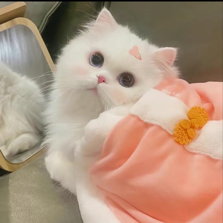 芳饱饱