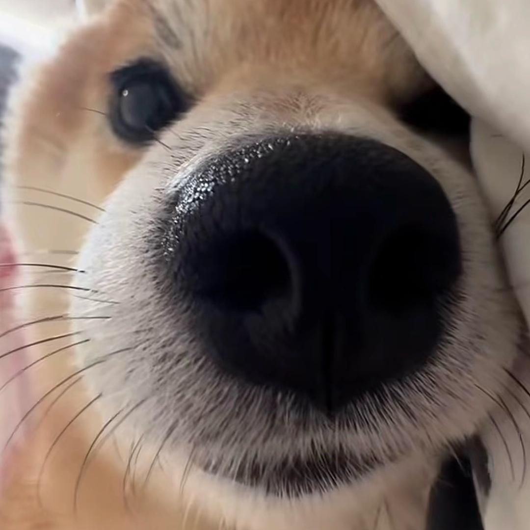 铁锤咂