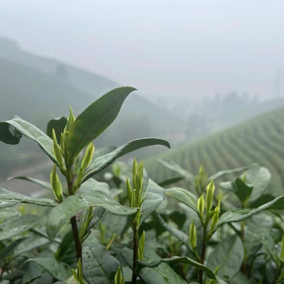 百味茶行