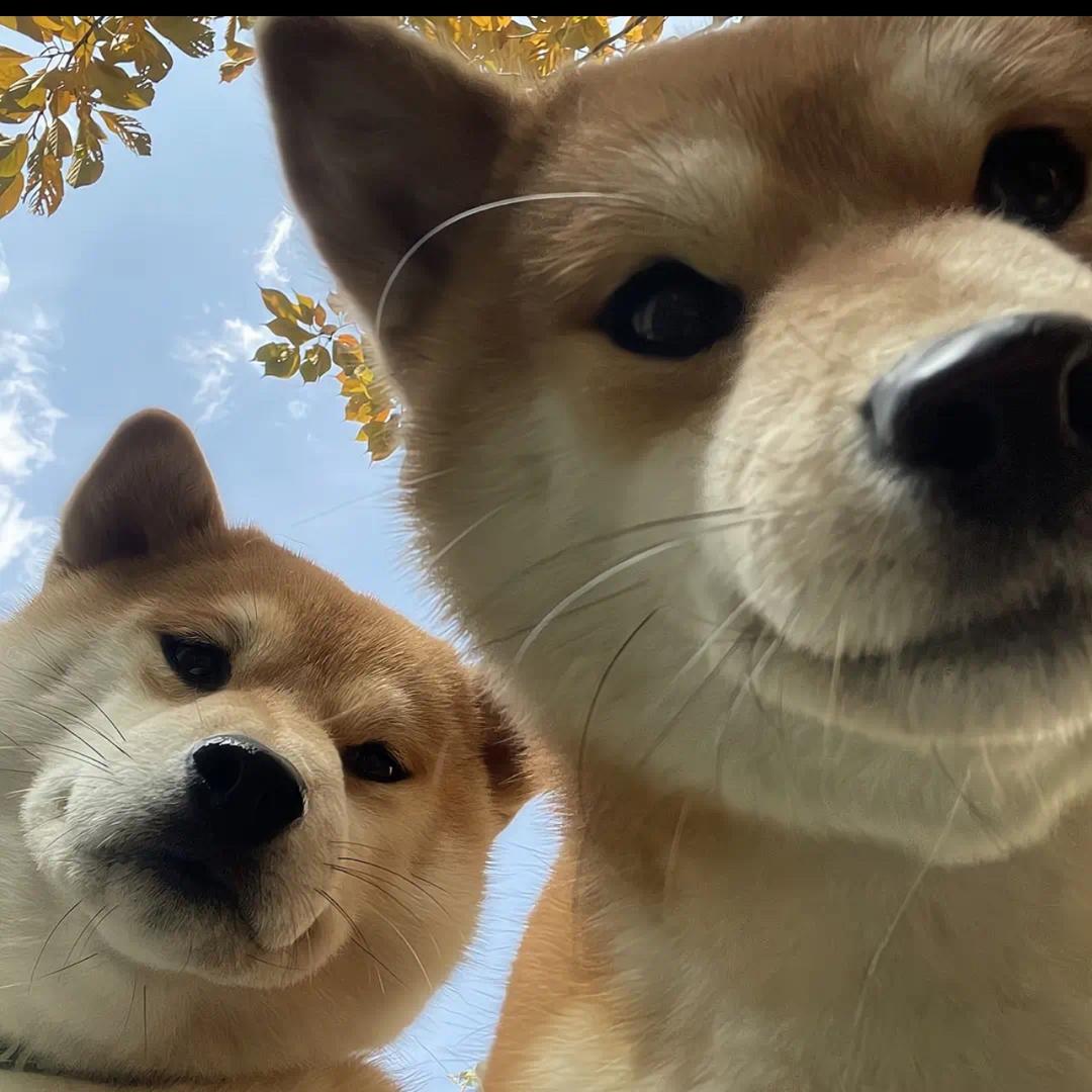 梅州最后一个老实人