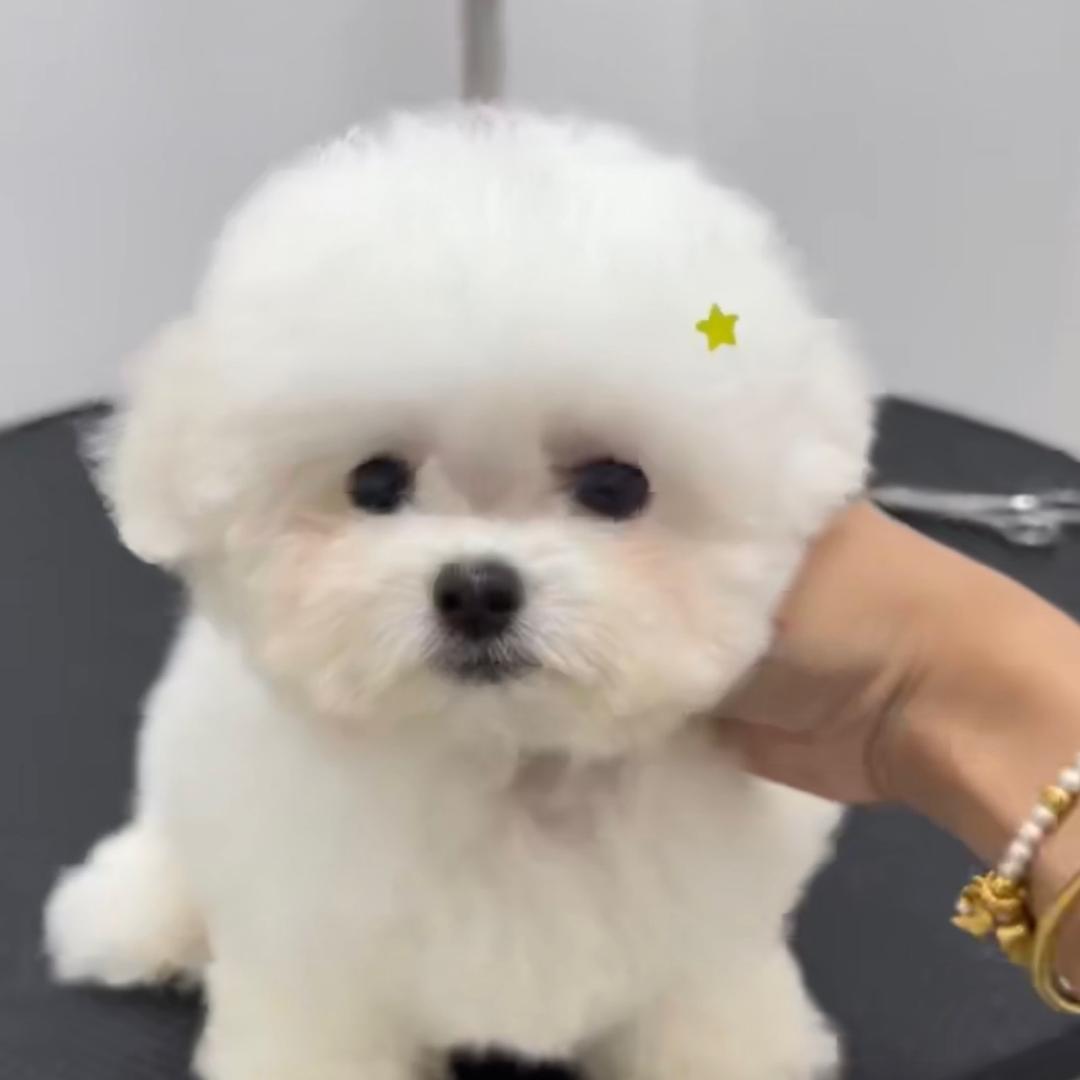 88年老阿姨家的小比熊