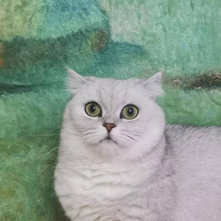 糕糕