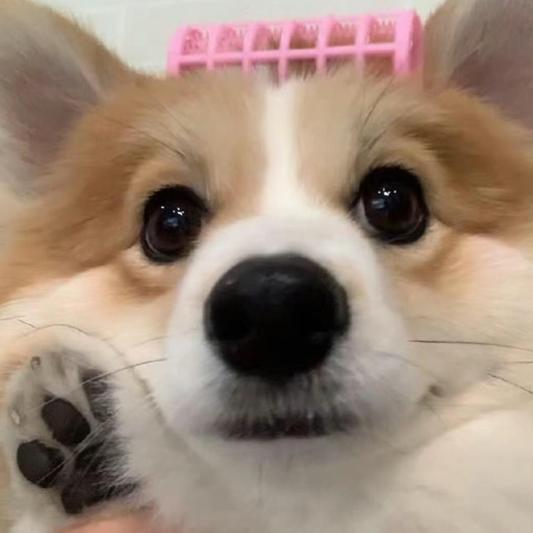 家有萌犬11✅
