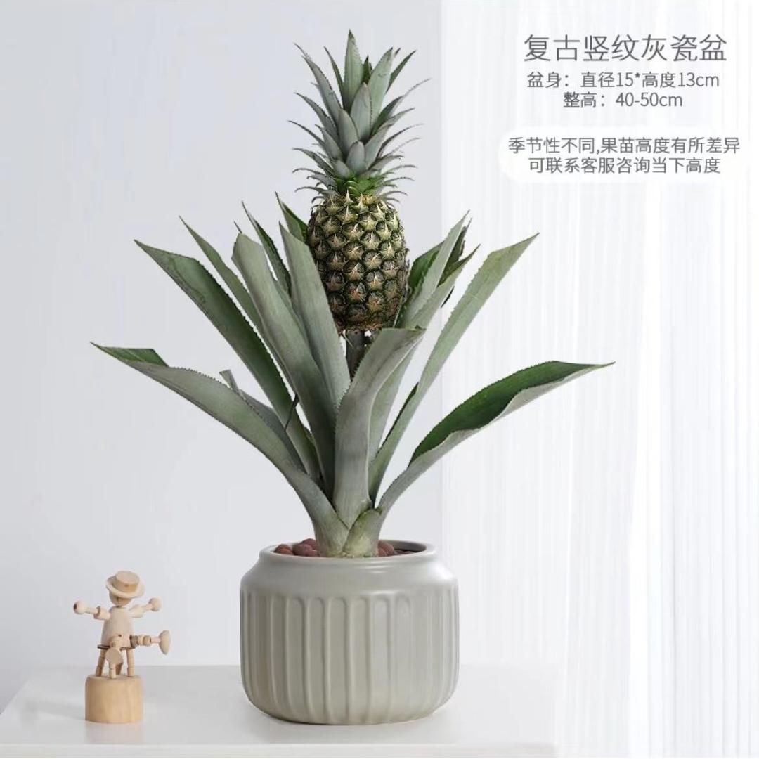 水果乐园