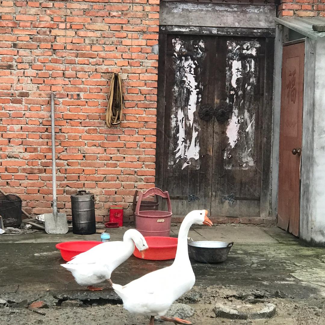 懒惰的饭团子