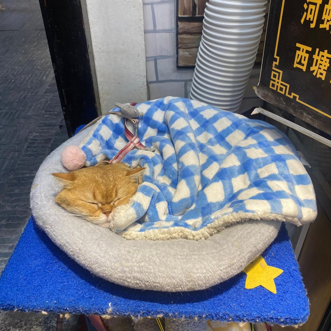 Lu爱吃鱼