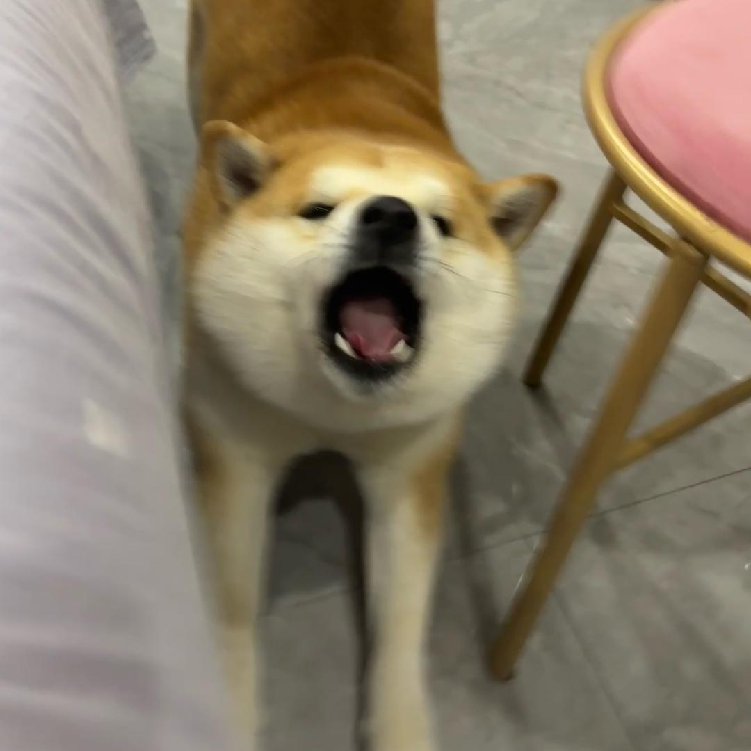 汪汪队队长空少