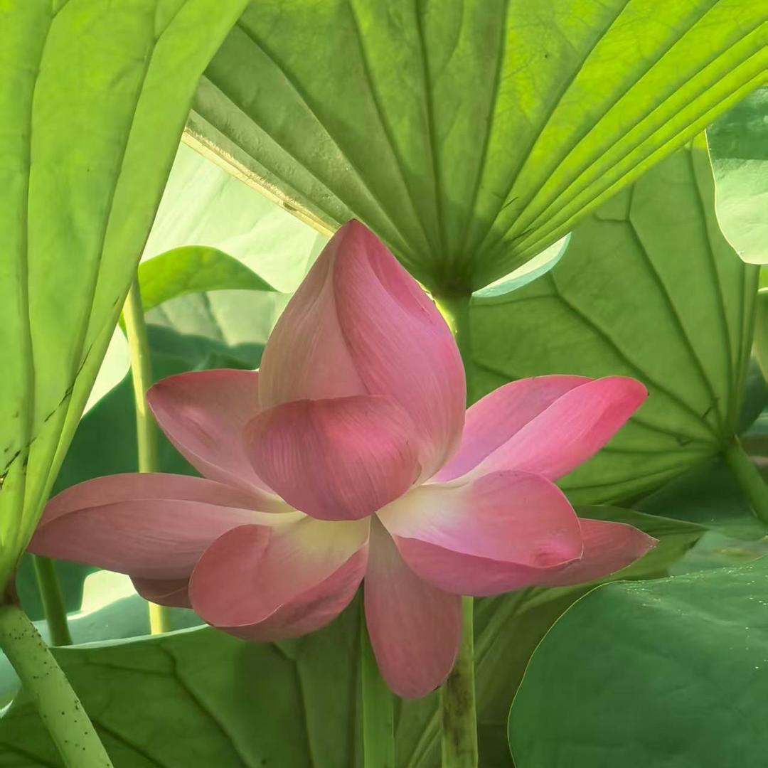 生态种养家-和光同尘