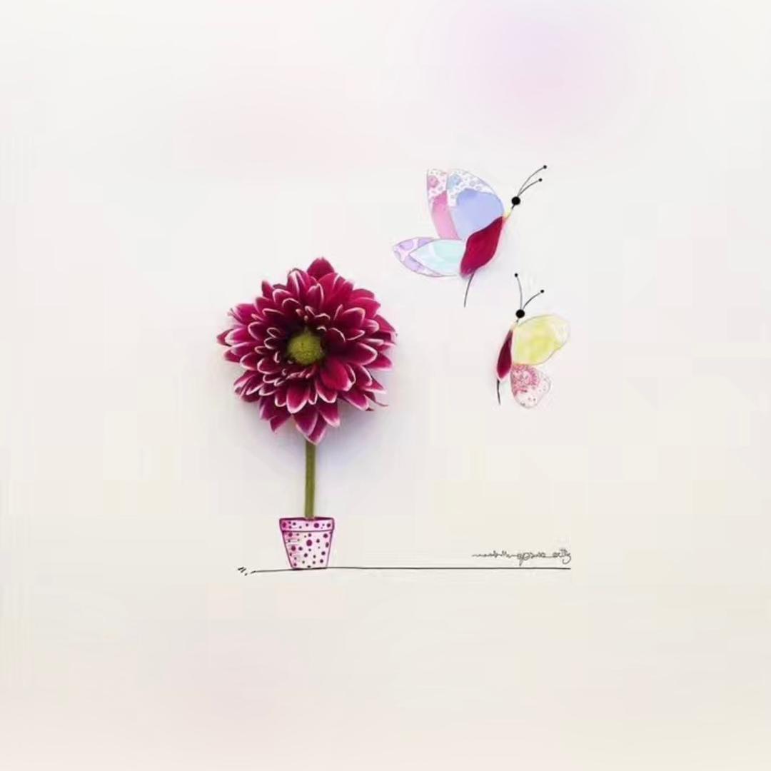 蒲公英