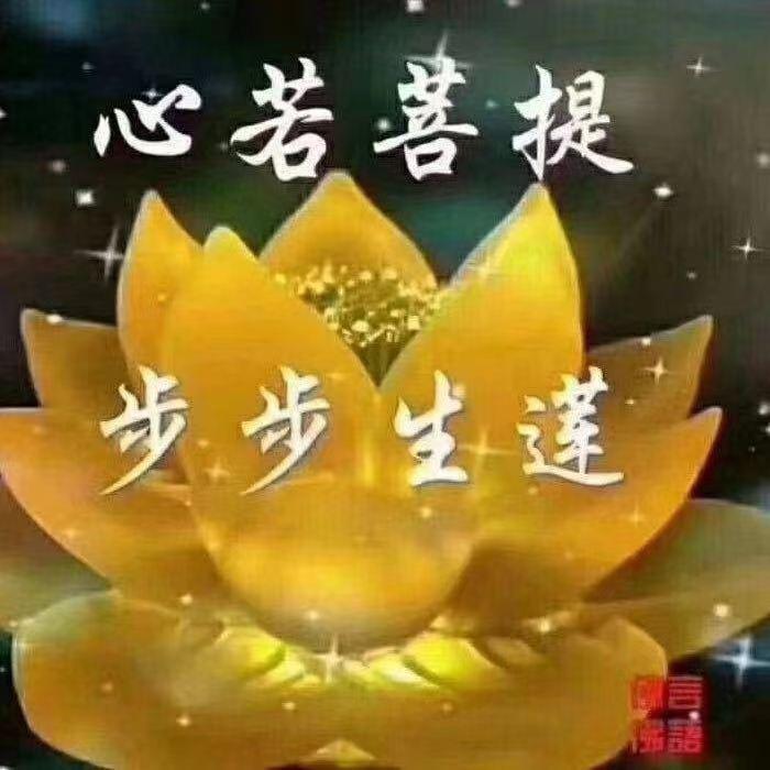 清净莲心