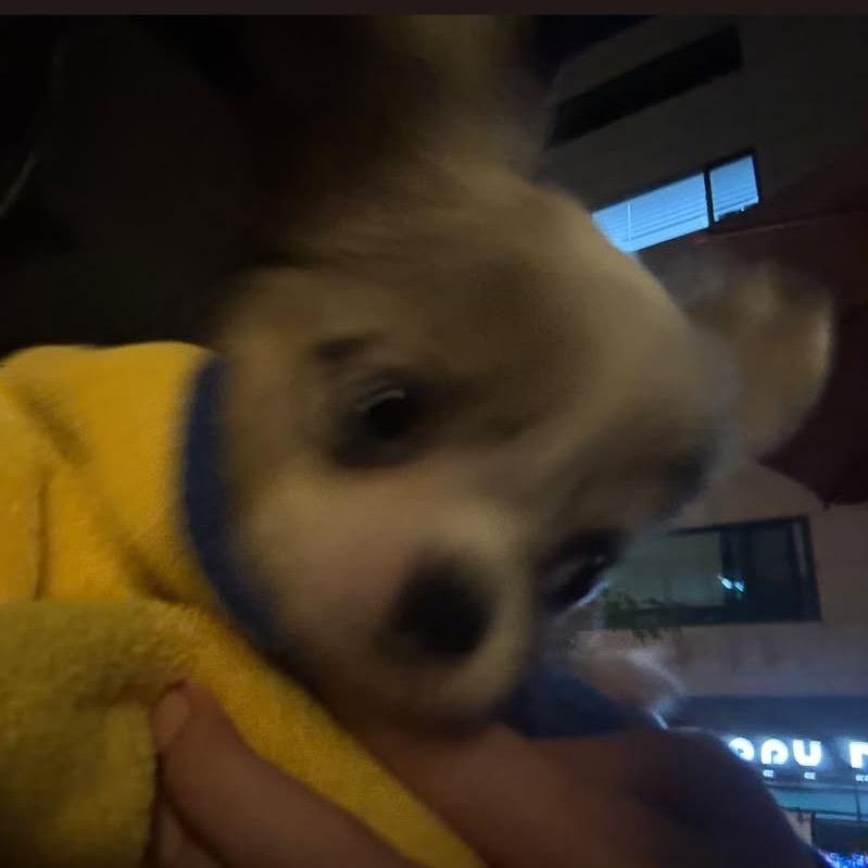 Zephyraii🐾