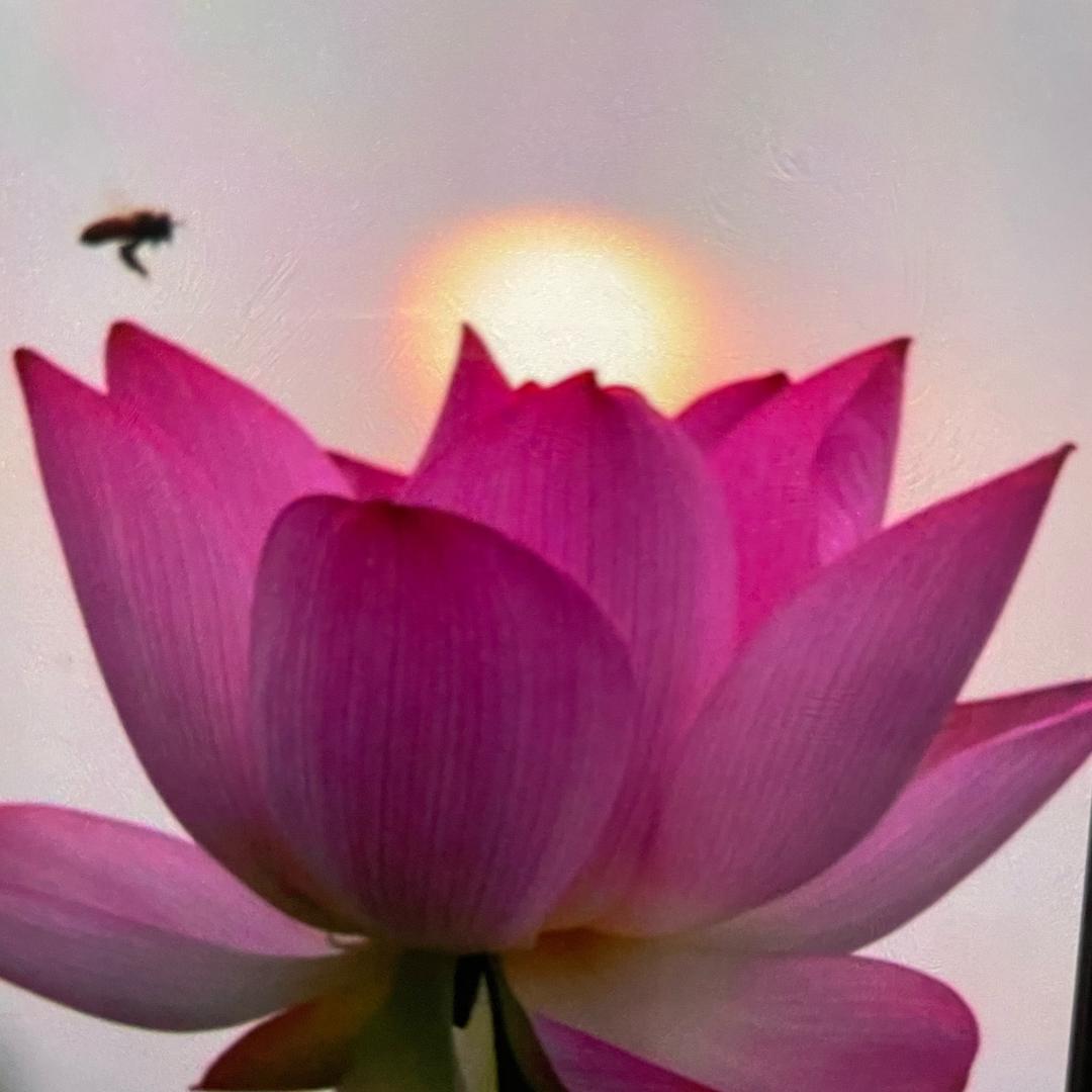 飘渺的尘埃💫🧚‍♀️💞