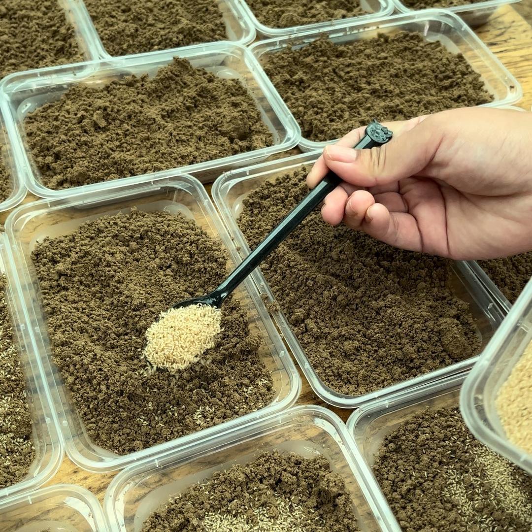 农业种植知了猴1
