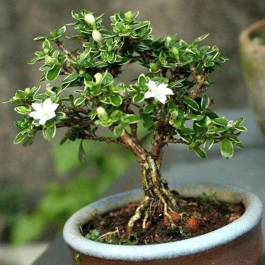 向阳花木盆景园艺