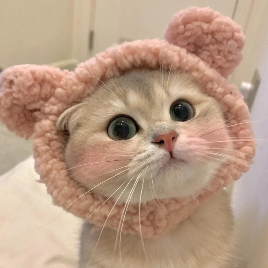 我叫猫吃猫粮