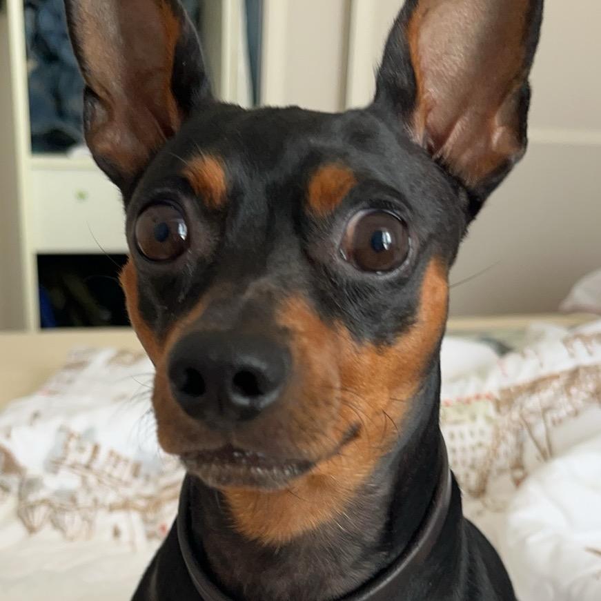 青春狗头少年不会梦到五更瑠璃