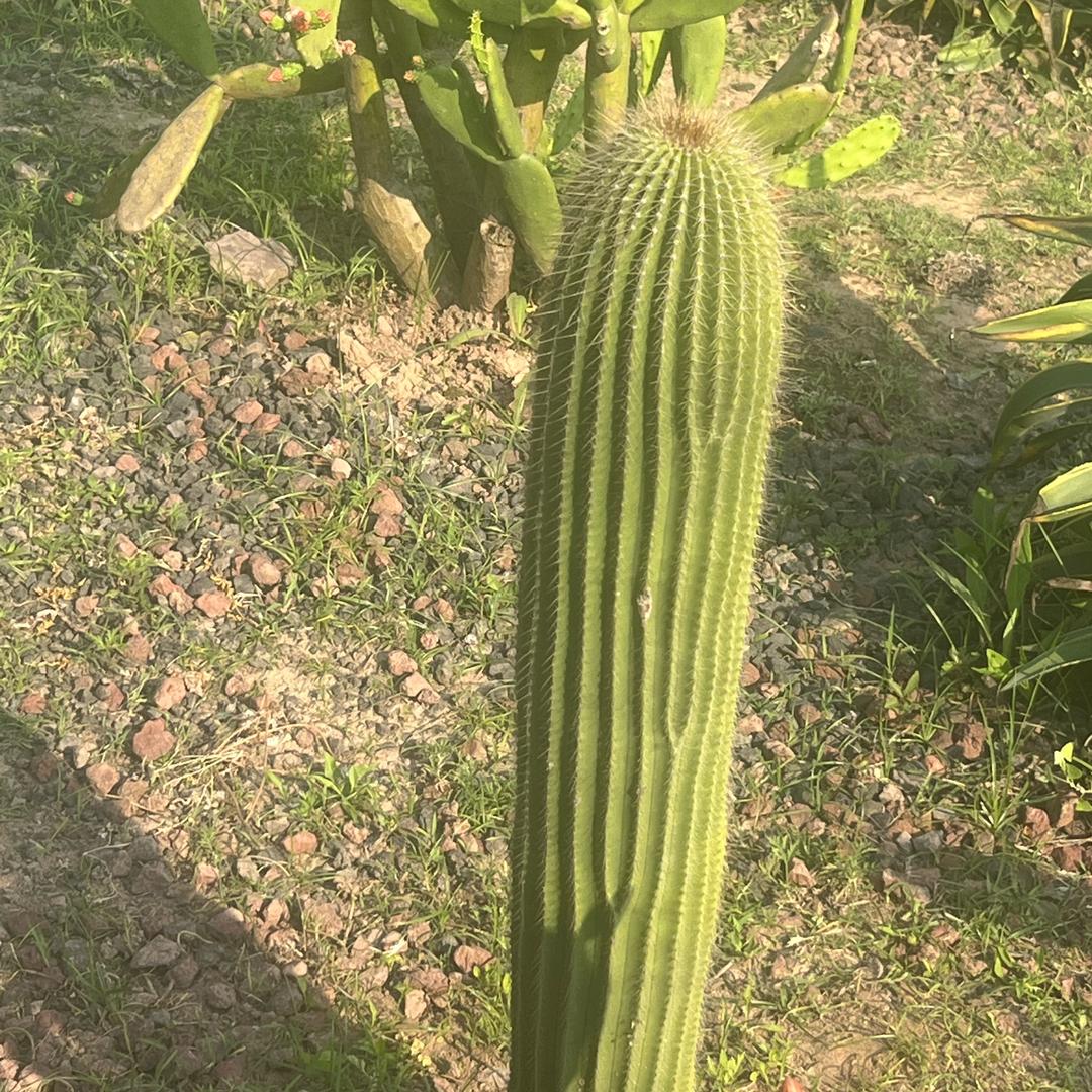 唐三哥
