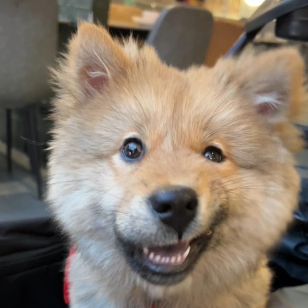 土狗肉松