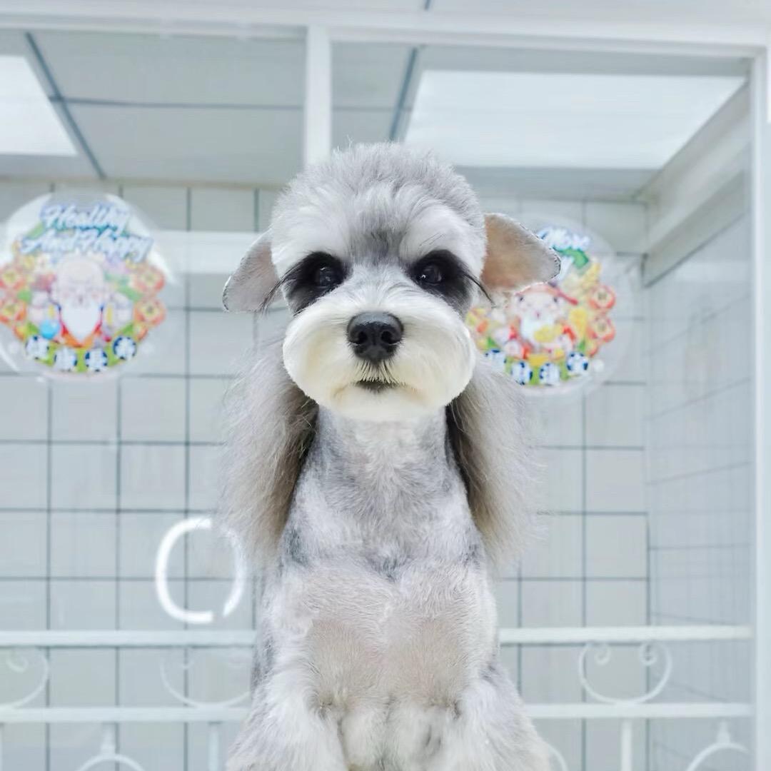 小刘犬业