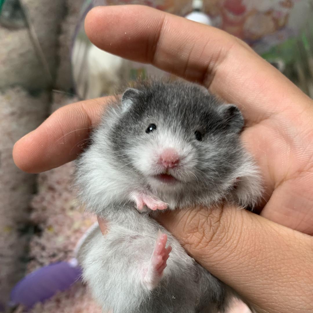 果味萌熊暖宝