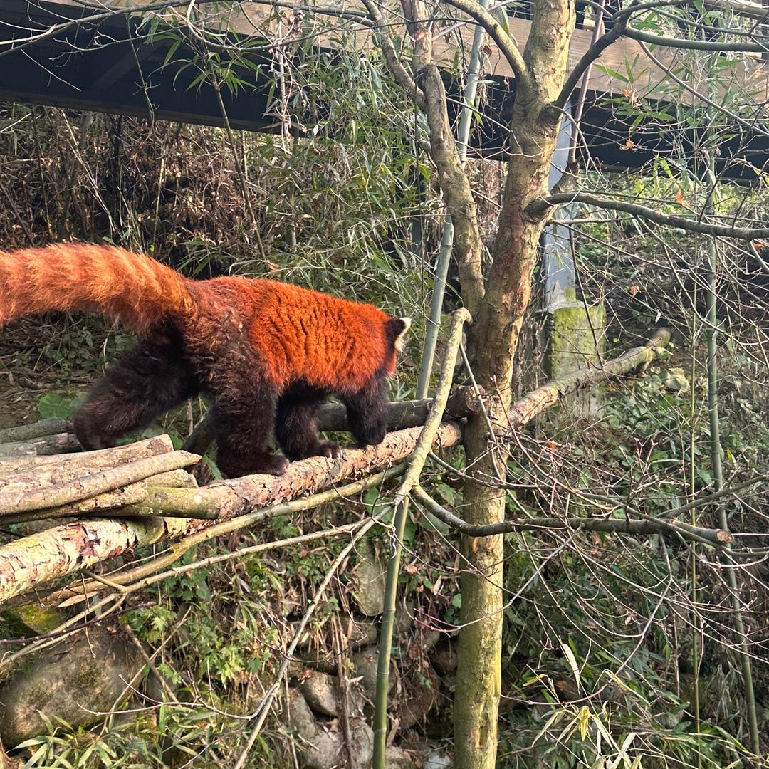 爱吃汉堡的铭铭