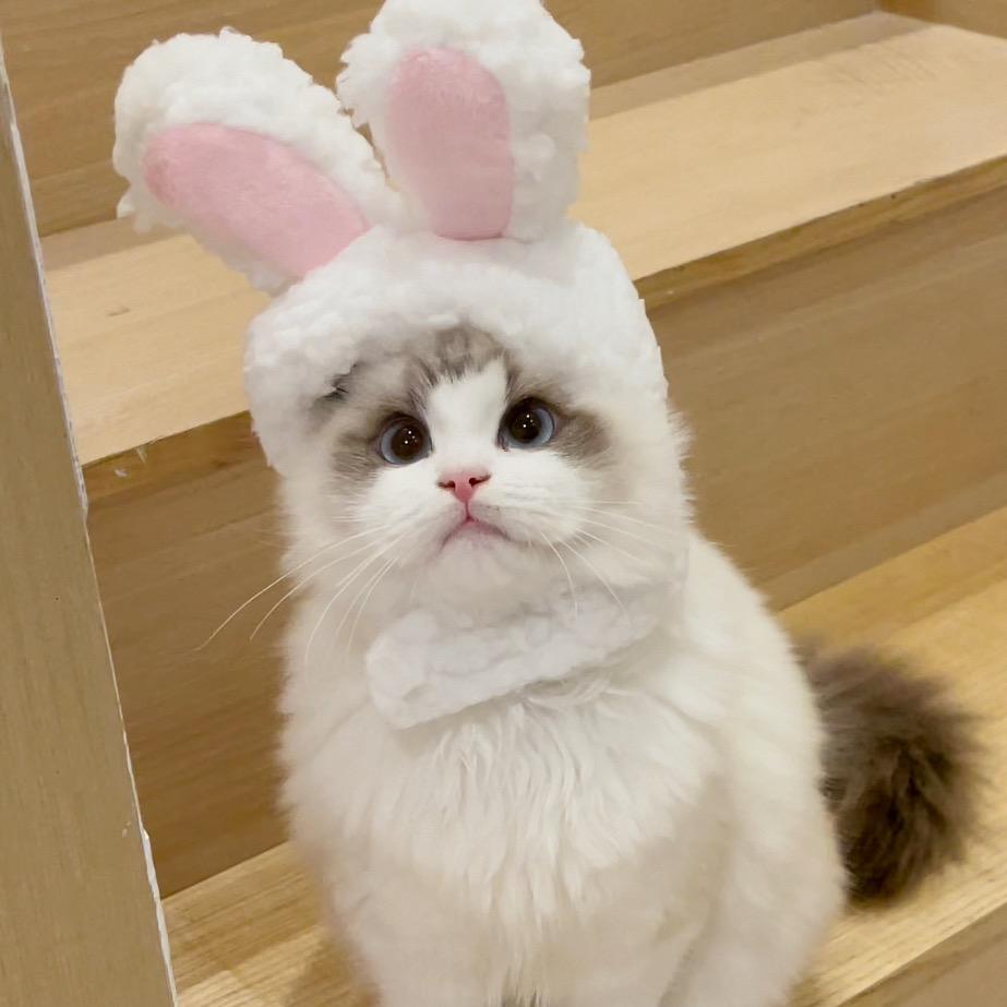 奶声奶气的Bubi