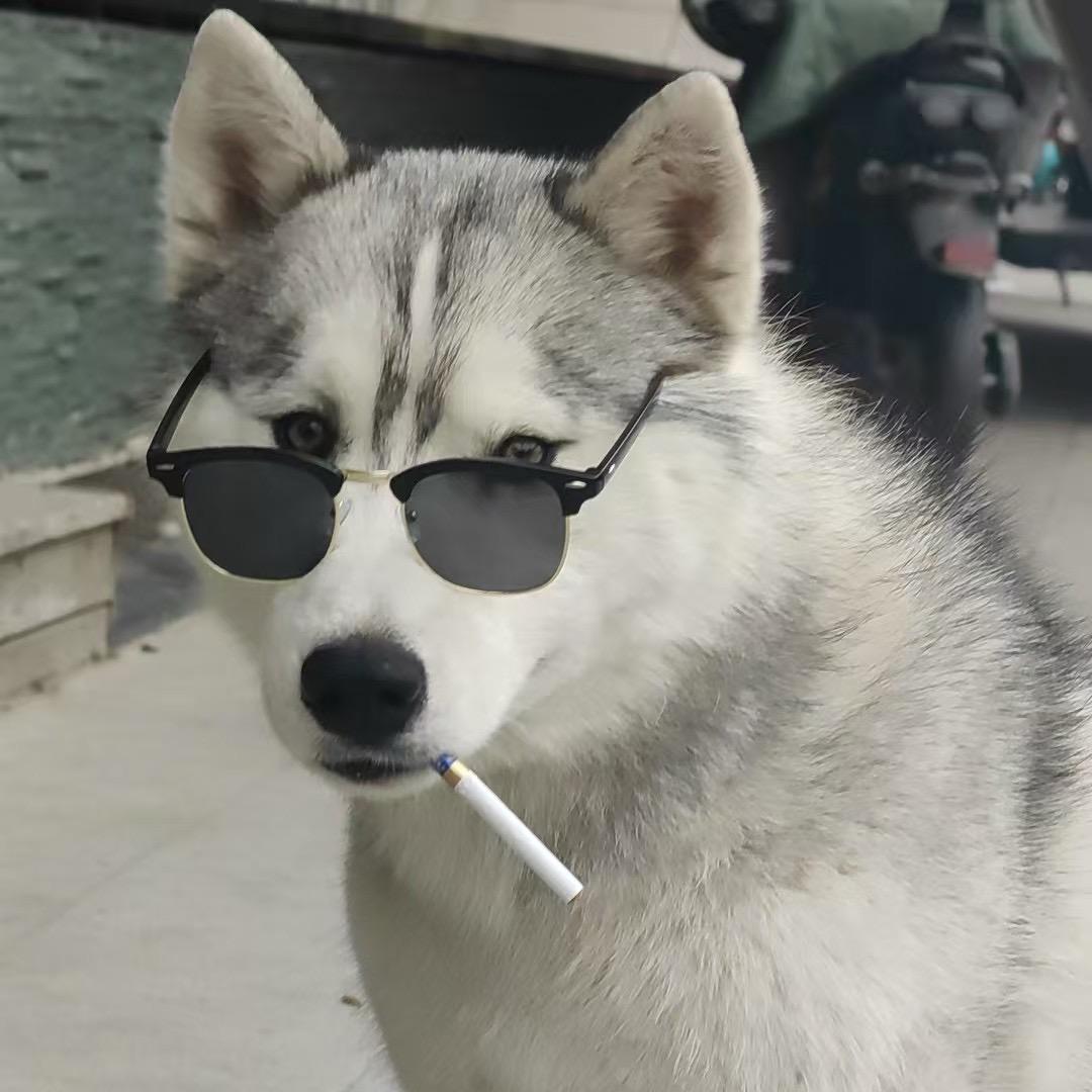 林州回收狗专业帮找狗