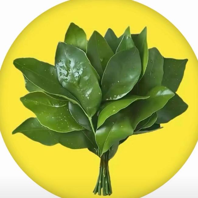 苹果树下-蓝绮儿