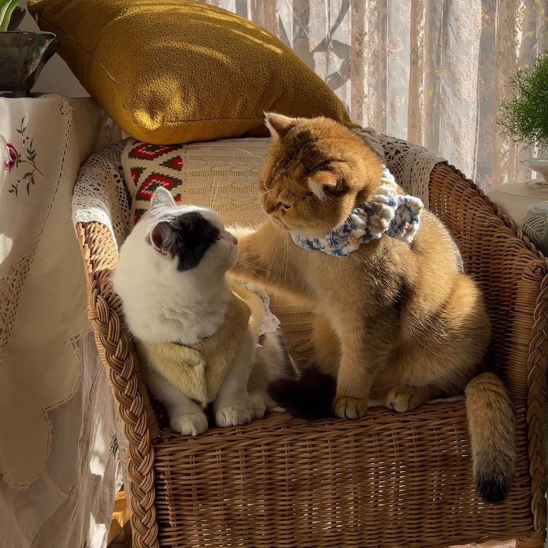 优优的猫和花园