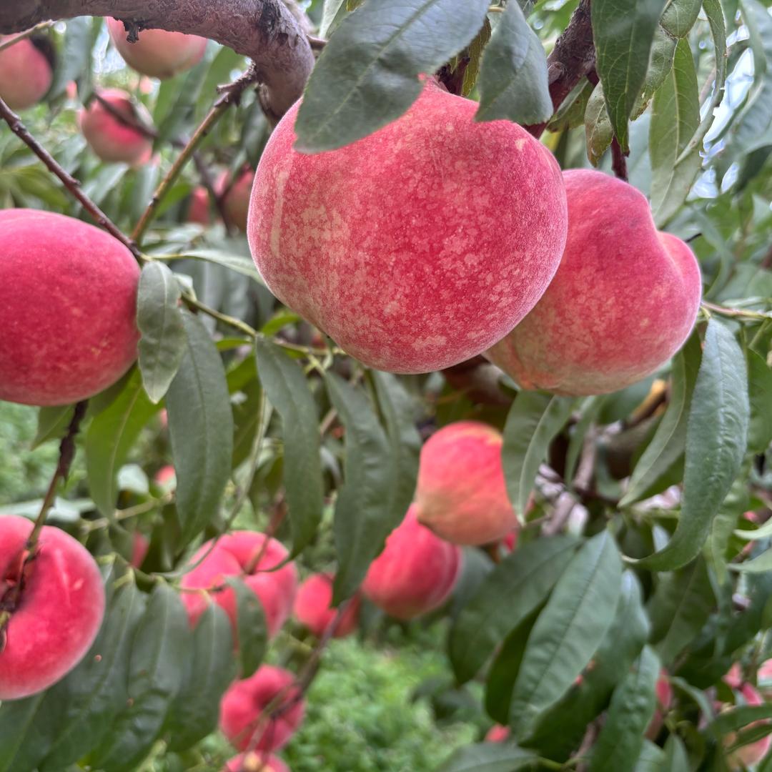 云南桃子王🍑