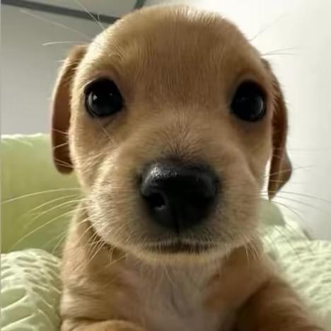 煎饼狗子