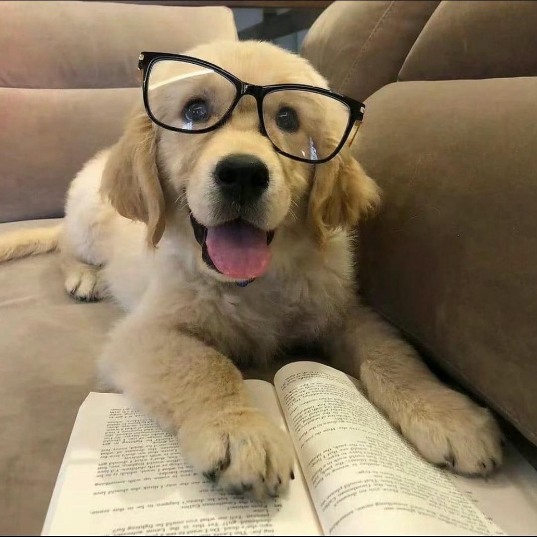 郑州至臻通讯｜霍勒斯