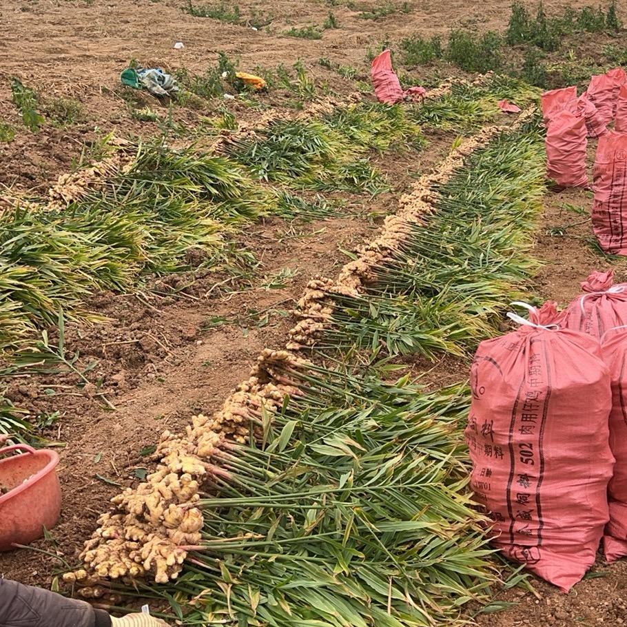 石大炮(生姜种植户)