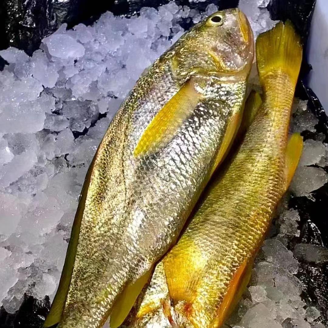 东海吴记大黄鱼