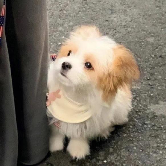快乐小帕pa