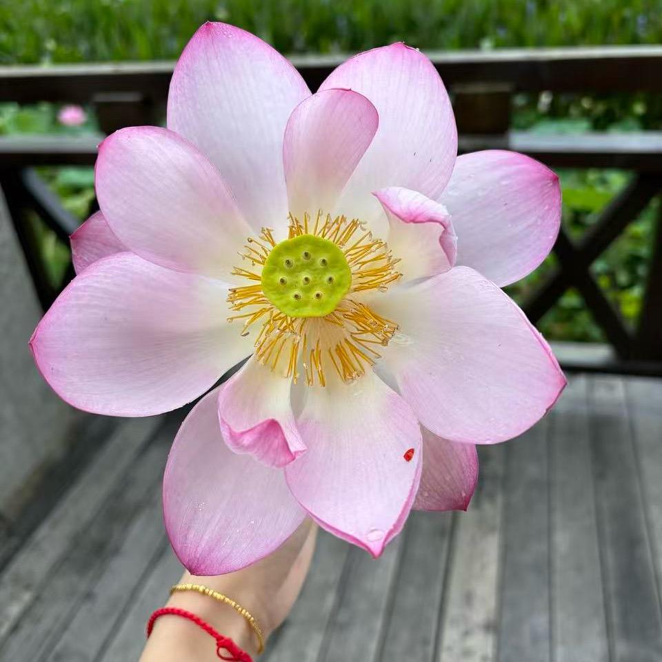 @傻小丫头