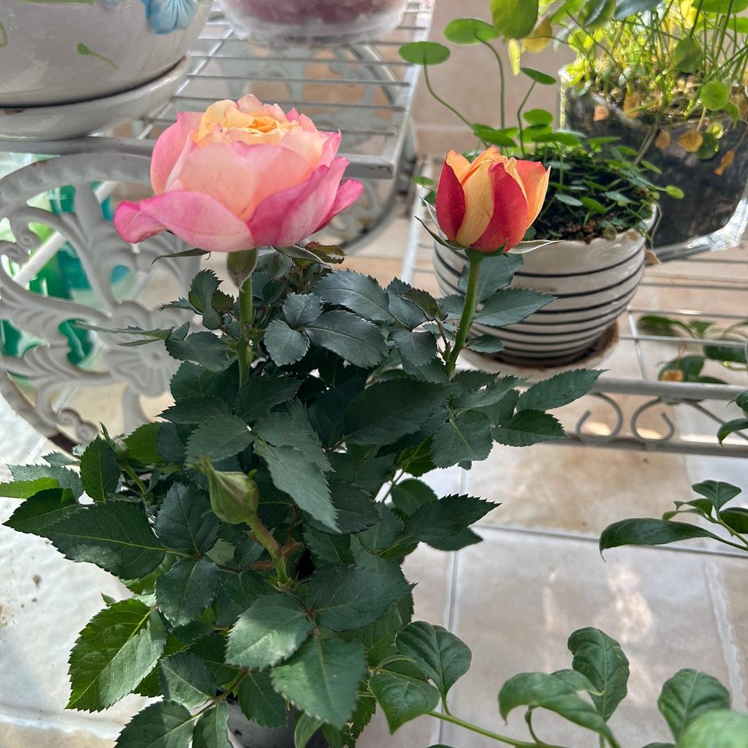 分分追剧