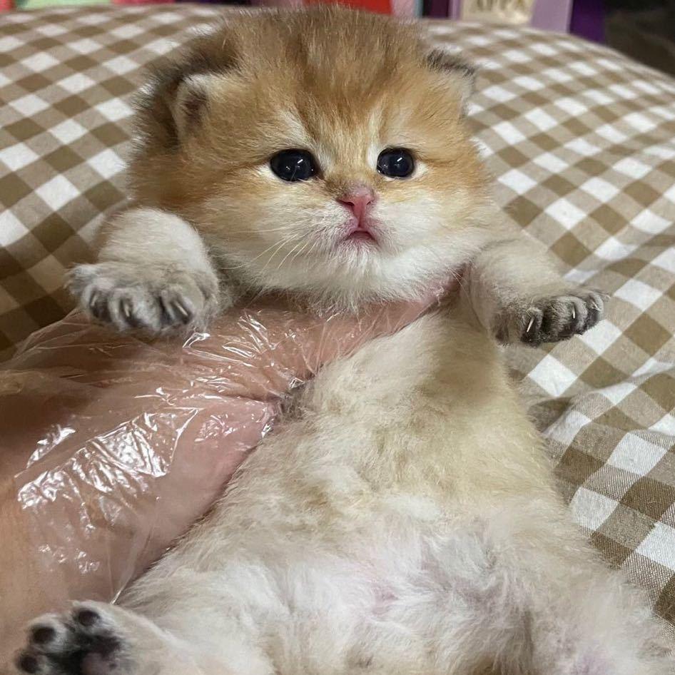 饭饭家的猫