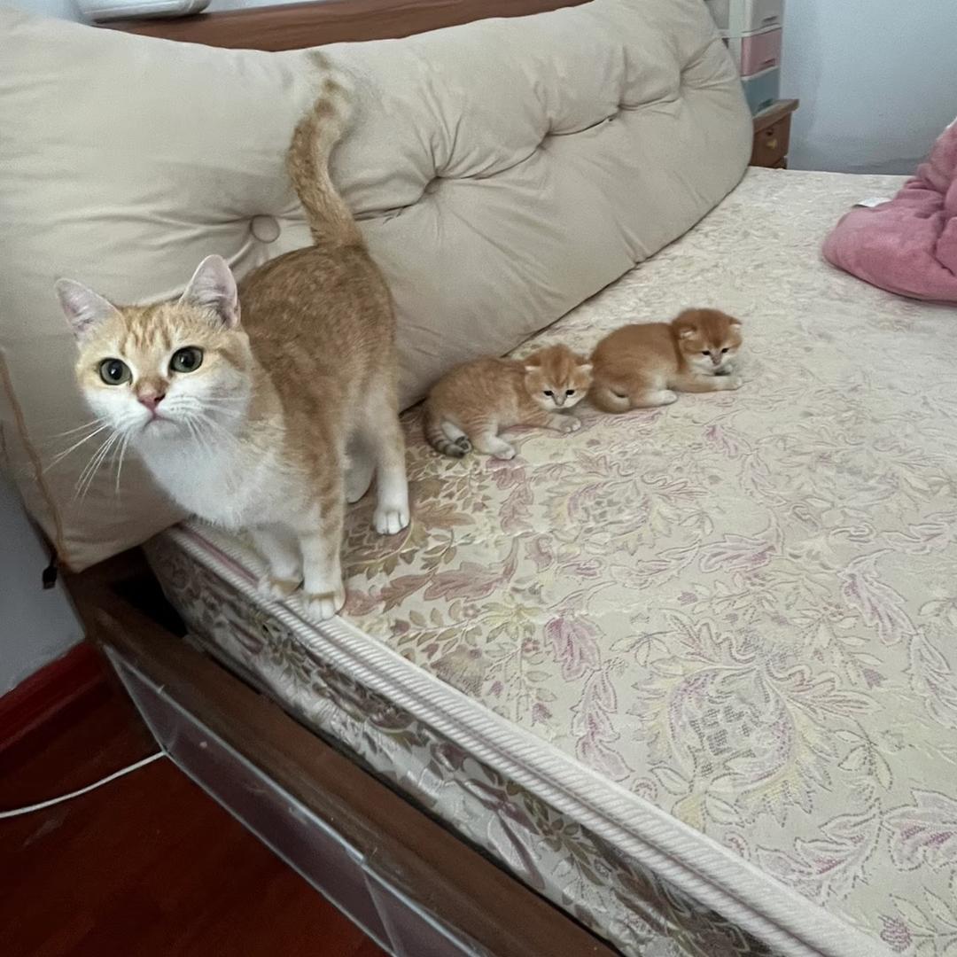 专业大润发杀鱼柯师傅