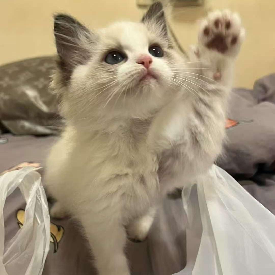 是芒果鸿星文化传媒