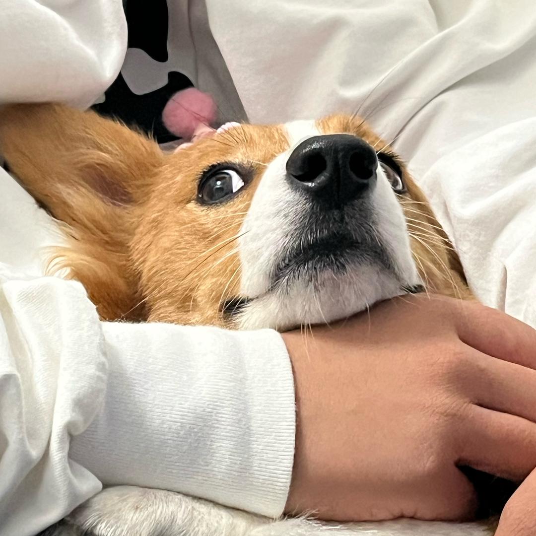 一只羊🐑