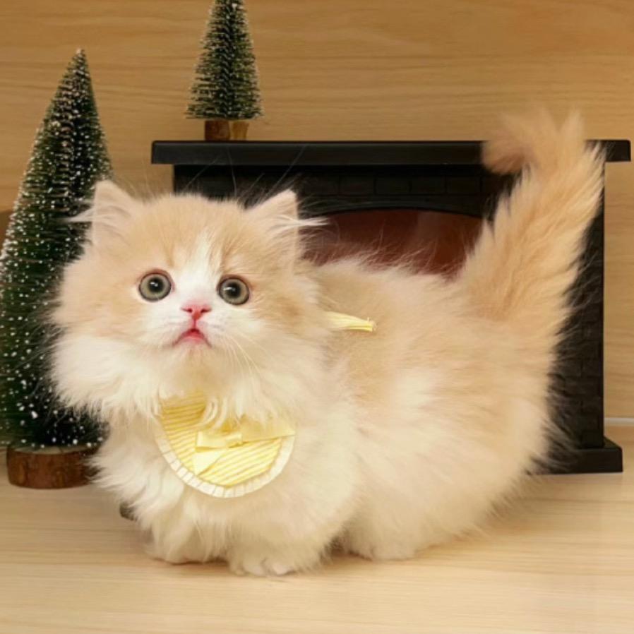 这里领养猫猫
