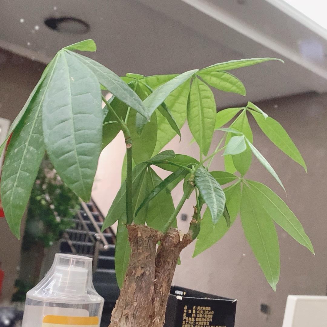 小熊热销