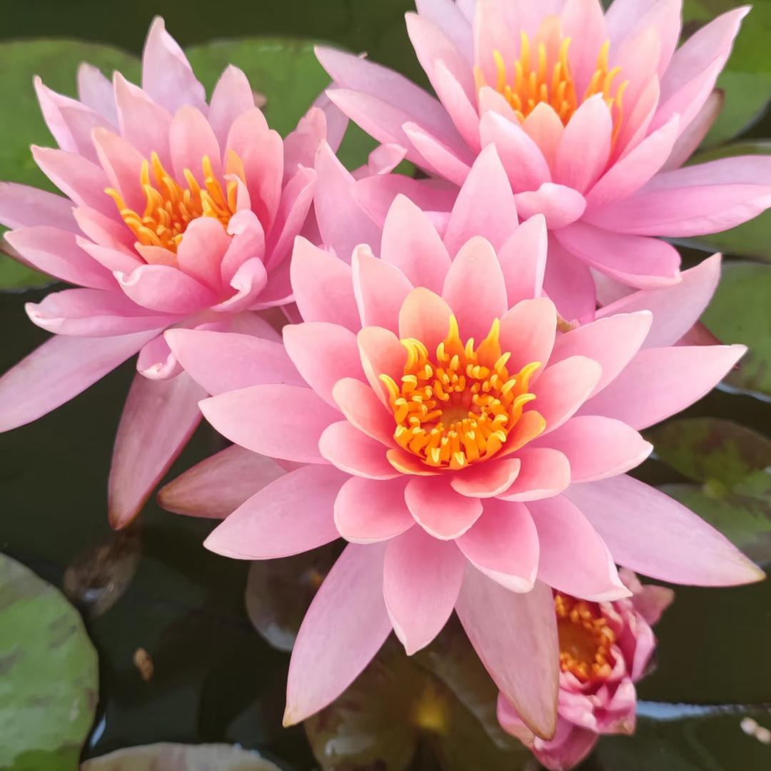 茗花阁花卉园艺