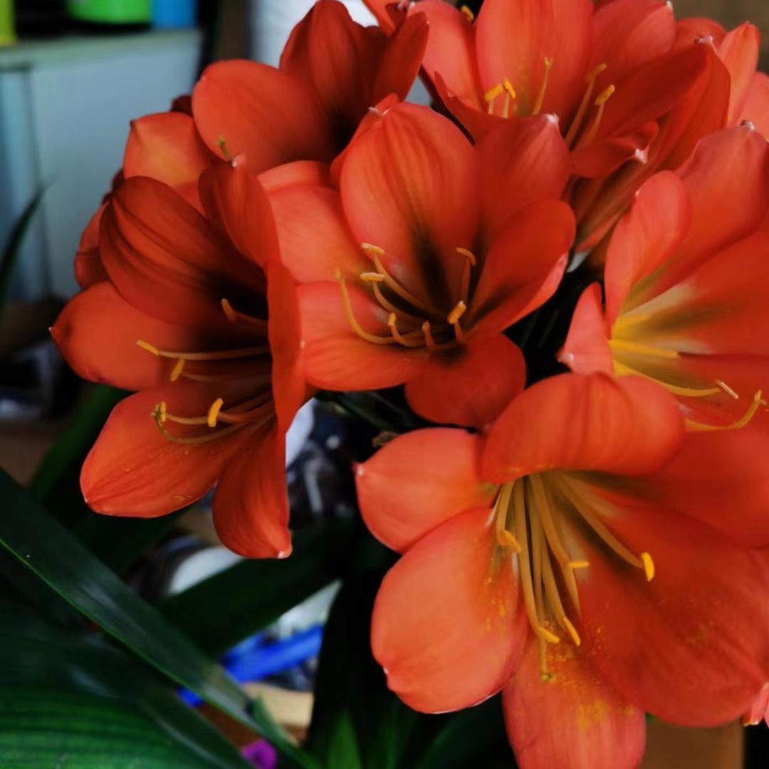 养花老头爱蛐蛐